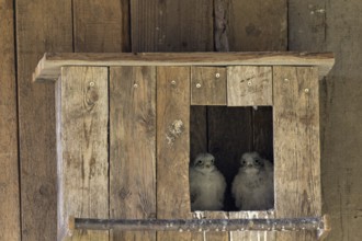 Kestrel (Falco tinnunculus) two young birds looking out of the incubator, village in Münsterland,