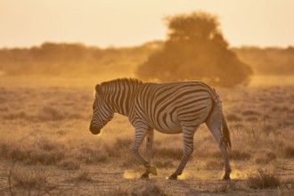 Plains zebra (Equus quagga), in dry savannah, in the evening light, Kruger National Park, South