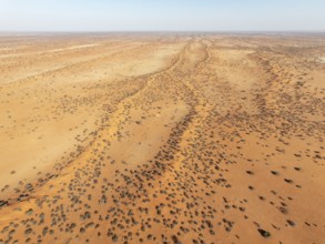 Linear sand dunes grown with camelthorn trees (Vachellia erioloba) in the Kalahari Desert. Aerial