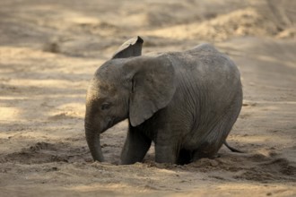 African elephant (Loxodonta africana), young animal, digging, drinking, searching for water, dried