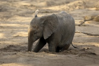 African elephant (Loxodonta africana), young animal, digging, drinking, searching for water, dried