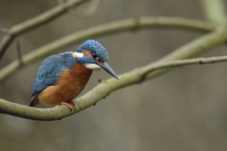 Shortly in front of the prey strike... Kingfisher (Alcedo atthis), male on the hunt in early