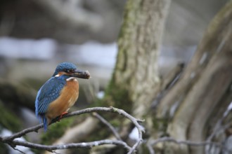 Kingfisher (Alcedo atthis) male, with a preyed-upon common bullhead (Cottus gobio) Allgäu, Bavaria,