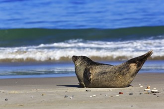 Grey seal (Halichoerus grypus) lying on the beach, surf, Helgoland dune, Helgoland Island,