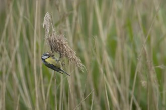 Blue tit (Cyanistes Caeruleus) adult bird feeding on a Common reed seedhead in a reedbed, England,