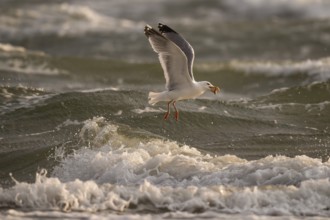 Herring gull (Larus argentatus) in flight over the surf with a starfish in its beak, Hvide Sande,