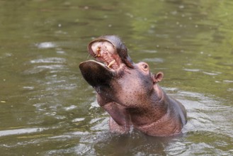 An adult male hippopotamus (Hippopotamus amphibius) shows aggression and defends its territory