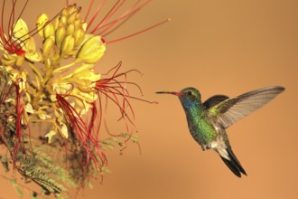 Broad-billed Hummingbird (Cynanthus latirostris) flying, Arizona, USA