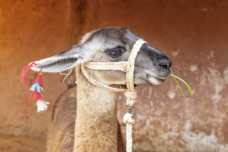 Guanaco (Llama guanicoe), Cusco, Peru
