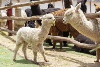 Alpaca and Llama Farm, near Cusco, Peru