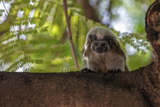 White-footed tamarin (Saguinus leucopus), Cartagena, Colombia