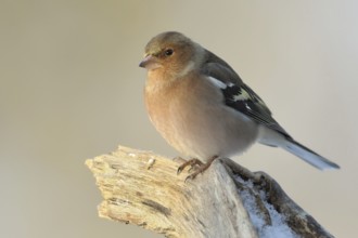 Common Chaffinch (Fringilla coelebs) male, North Rhine-Westphalia, Germany