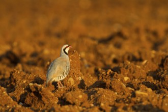 Chukar Partridge (Alectoris chukar), Cyprus