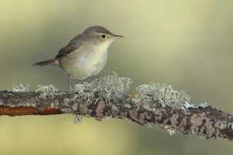 Eastern Olivaceous Warbler (Iduna pallida), Andalusia, Spain