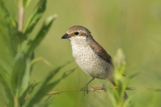 Red-backed Shrike (Lanius collurio) female, Lower Saxony, Germany