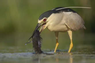 Black-crowned Night Heron (Nycticorax nycticorax) with fish prey in beak, Pusztaszer, Hungary