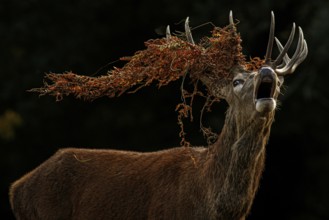 Red Deer (Cervus elaphus), stag bellowing during the rut, England, UK