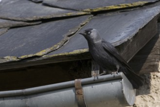 Western Jackdaw (Coloeus monedula), Saxony, Germany