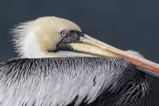 Peruvian Pelican (Pelecanus thagus), Zapallar, Chile