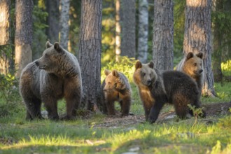 Eurasian Brown Bear (Ursus arctos) mother with three cubs in forest, Finland
