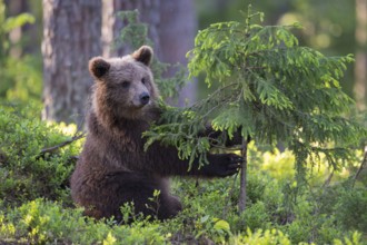 Eurasian Brown Bear (Ursus arctos) cub foraging in forest, Finland