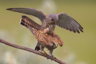Common Kestrel (Falco tinnunculus) pair mating, perched on a branch, Subotica, Serbia
