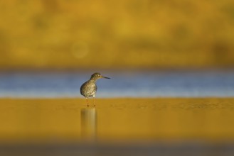 Common Redshank (Tringa totanus), North Rhine-Westphalia, Germany