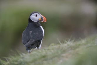 Atlantic Puffin (Fratercula arctica), Scotland, United Kingdom