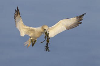 Northern Gannet (Morus bassanus) flying, Schleswig-Holstein, Germany