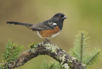 Spotted Towhee (Pipilo maculatus), British Columbia, Canada