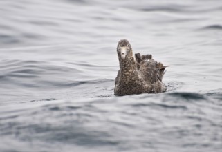 Northern Giant Petrel (Macronectes halli), New Zealand
