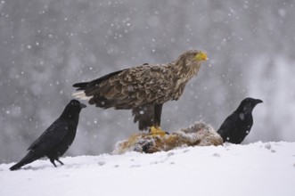 White-tailed Eagle (Haliaeetus albicilla), Norway