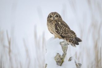 Short-eared Owl (Asio flammeus), Alaska, USA