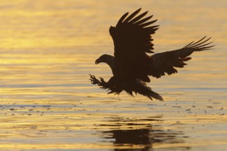 White-tailed Eagle (Haliaeetus albicilla) flying, Nord-Trondelag, Norway