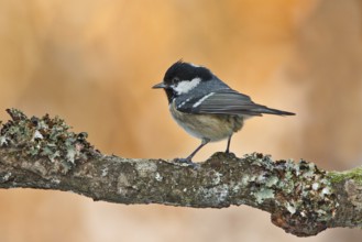 Coal Tit (Periparus ater), Utrecht, Netherlands