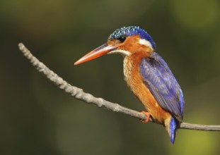 Malachite Kingfisher (Corythornis cristatus), Gambia