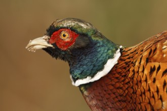 Common Pheasant (Phasianus colchicus) male, Utrecht, Netherlands