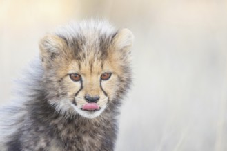 Cheetah (Acinonyx jubatus) cub licking lips close-up, Philippolis, South Africa
