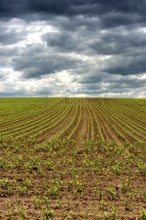 Young corn plants are emerging in orderly rows across a large agricultural field. Puy de Dome,