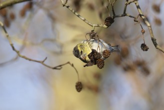 Siskin (Spinus spinus) adult bird feeding on Alder tree seeds in winter, England, United Kingdom
