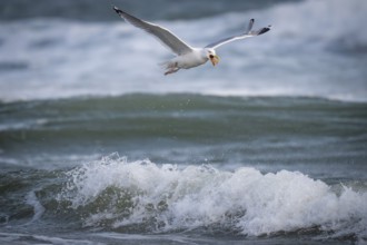 Herring gull (Larus argentatus) in flight over the surf, with starfish in its beak, Hvide Sande,