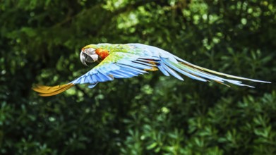 Blue-and-yellow macaw, Ara ararauna, bird in flight