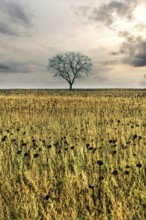 Lonely tree stands amidst golden field under a cloudy sky at dusk. Auvergne. France