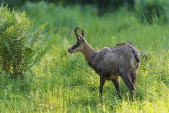 An adult chamois (Rupicapra rupicapra) stands in the tall grass of a green meadow on a sunny day..