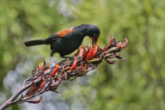 North Island Saddleback (Philesturnus rufusater) foraging, Nordinsel, New Zealand