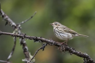Olive-backed Pipit - Waldpieper - Anthus hodgsoni ssp. yunnanensis, Russia