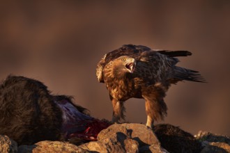 Eagle with cow calf carcass. Golden eagle, stone, Rhodopes mountain, Bulgaria. Eagle, evening