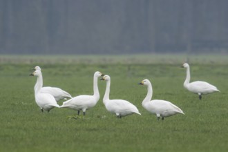 Tundra Swan (Cygnus columbianus bewickii), Netherlands