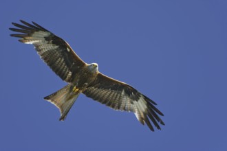 Red Kite (Milvus milvus) flying, Lower Saxony, Germany