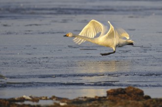 Whooper Swan (Cygnus cygnus) flying, Lower Saxony, Germany